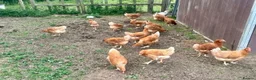 Chickens poultry for sale: Brown Hens For Sale - Advert 2