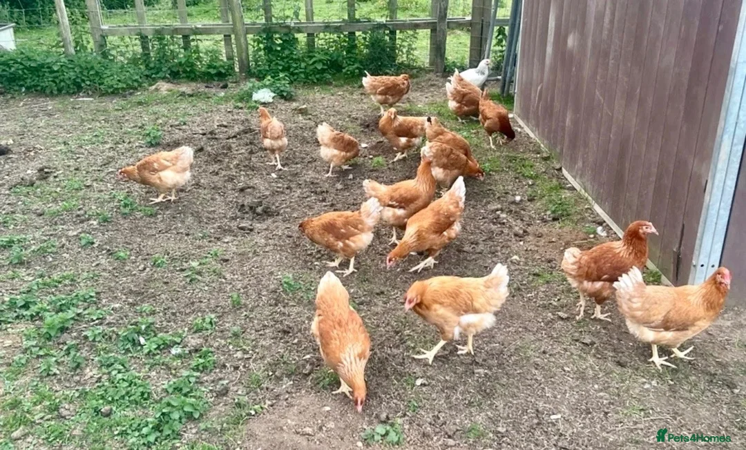 Chickens poultry for sale: Brown Hens For Sale - Advert 2