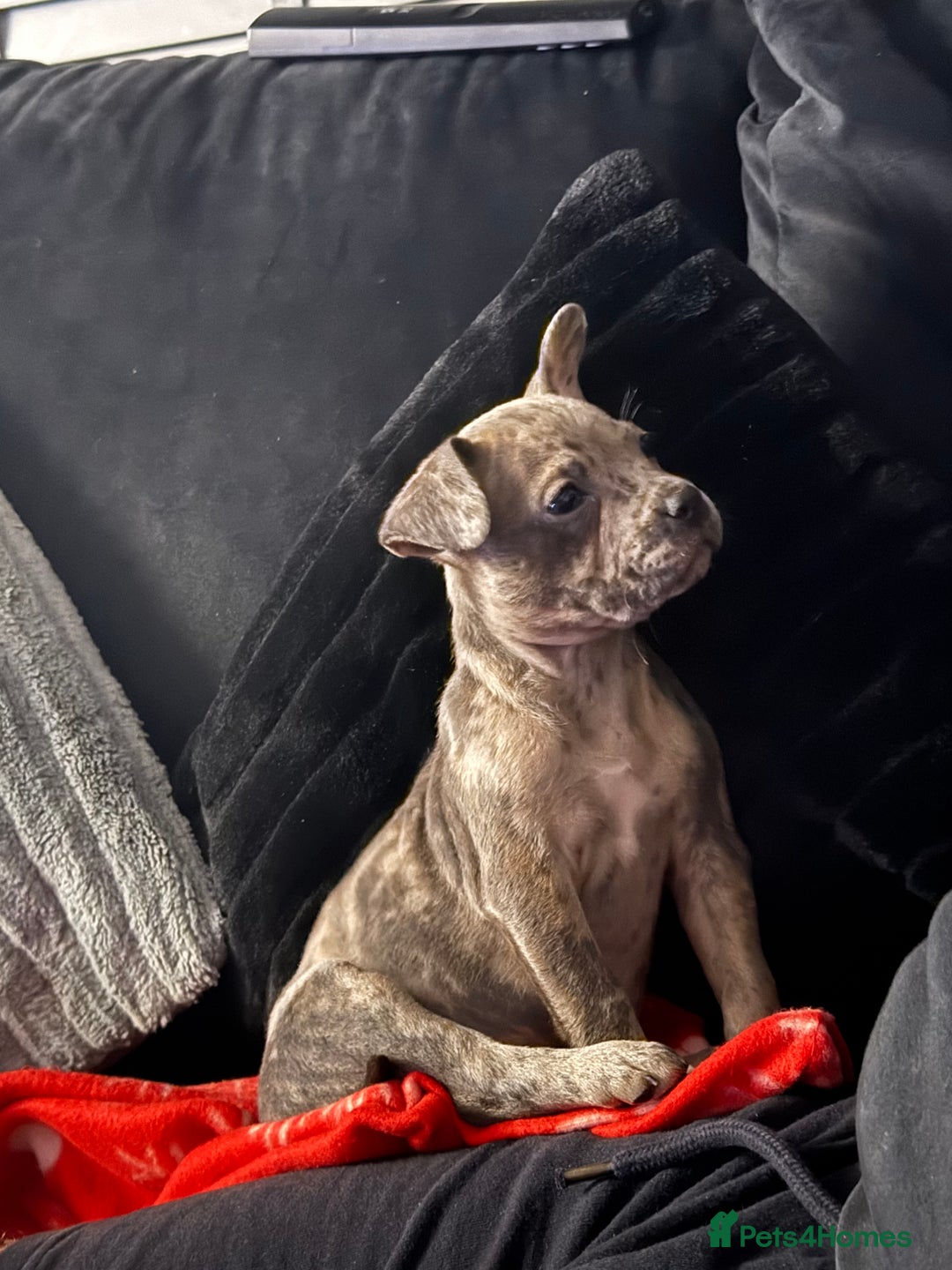 Mixed Breed dogs for sale: Staff x Frenchie - Advert 2