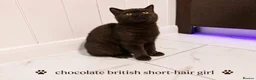 British Shorthair cats for sale: Chocolate British Shorthair Girl - Advert 3