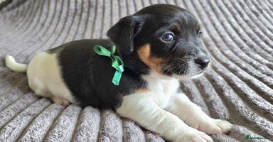 Jack Russell dogs - Advert 11