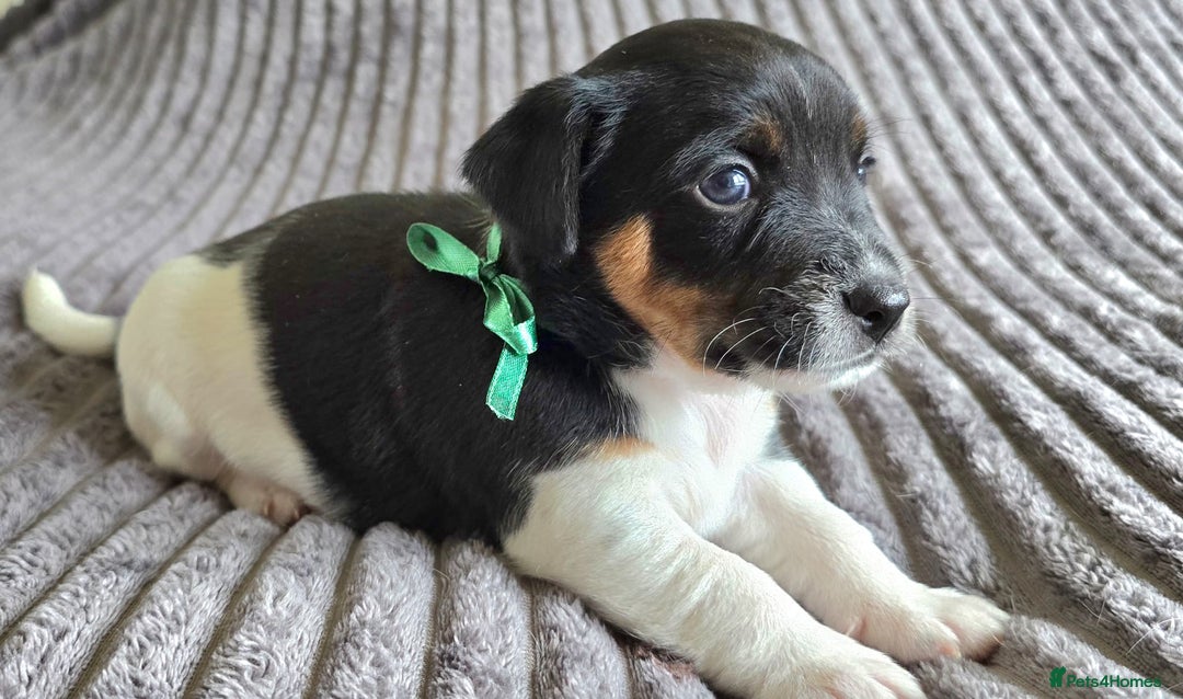 Jack Russell dogs for sale: 🐶 Jack Russell Puppies  – 4 Females & 1 Male 🐶 - Image 4