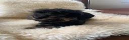 Miniature Dachshund dogs for sale: Lovely Miniature Wired hair dachshund male  in Cairndow - Advert 4