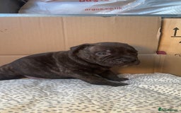 Staffordshire Bull Terrier dogs for sale: Staffy Brindle Black Boy London Staffordshire - Image 9