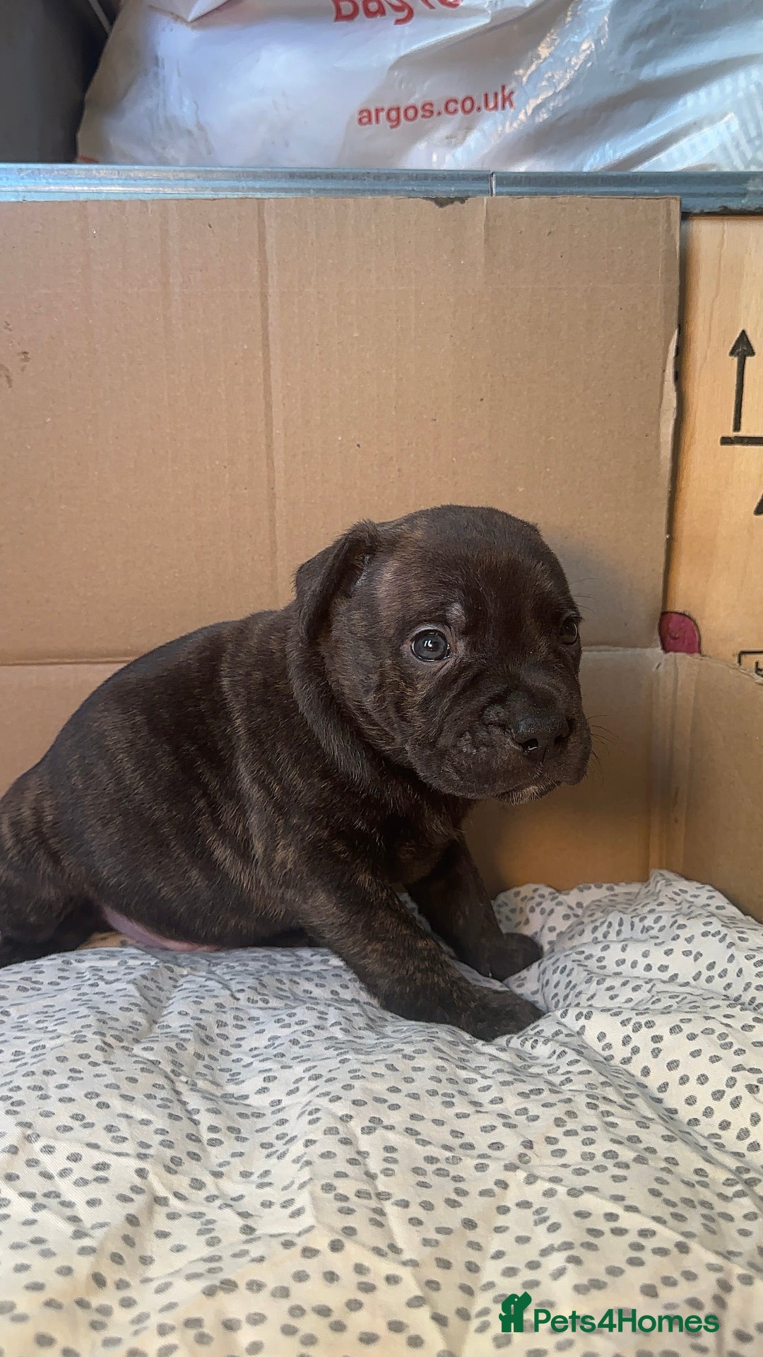 Staffordshire Bull Terrier dogs for sale: Staffy Brindle Black Boy London Staffordshire - Image 9