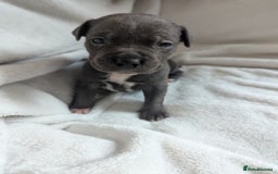 Staffordshire Bull Terrier dogs for sale: 7 Blue Staffordshire bull terrier puppies - Image 9