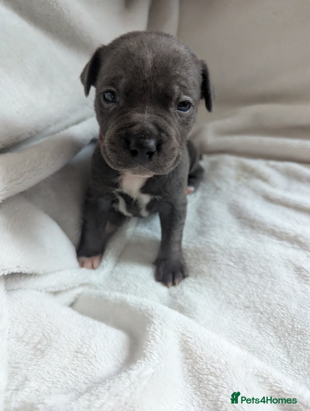 Staffordshire Bull Terrier dogs for sale: 7 Blue Staffordshire bull terrier puppies - Image 9