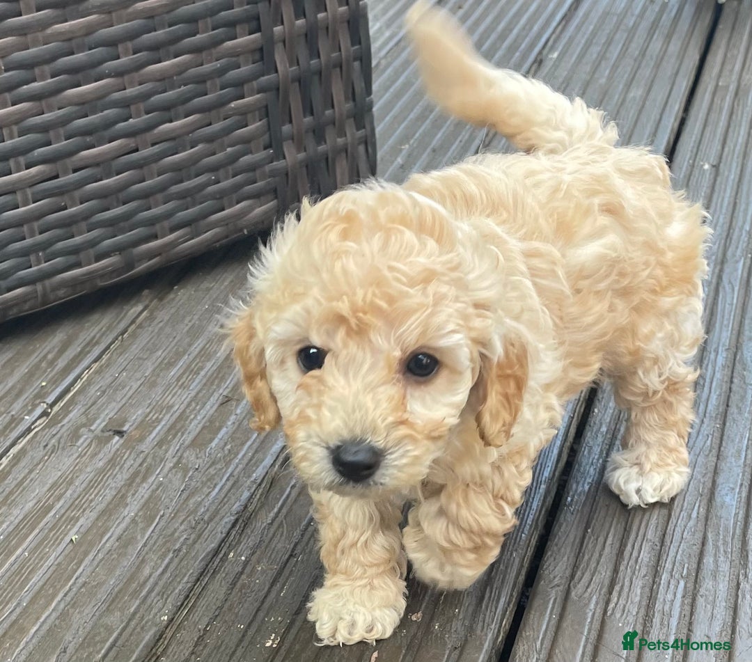 Poochon dogs for sale: Gorgeous Puppy Poochons for sale  - Image 4