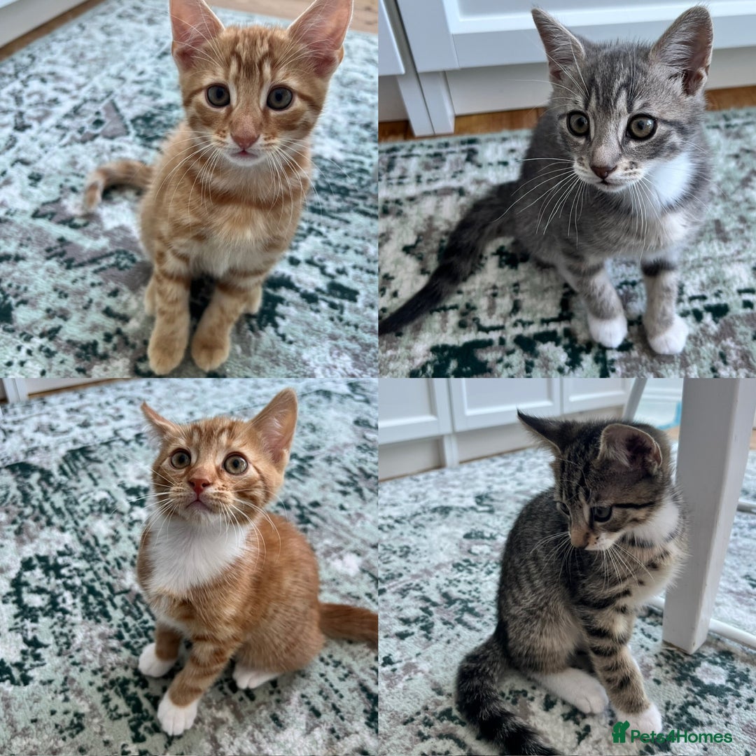 British Shorthair cats for sale: 4 British Short hair kittens for sale - Image 1