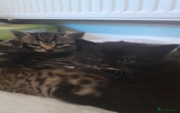 Mixed Breed cats for sale: Playful & cuddly Tabby-Bengal-Mix Kittens £200 - Image 37