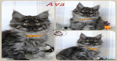 Maine Coon cats - Advert 5