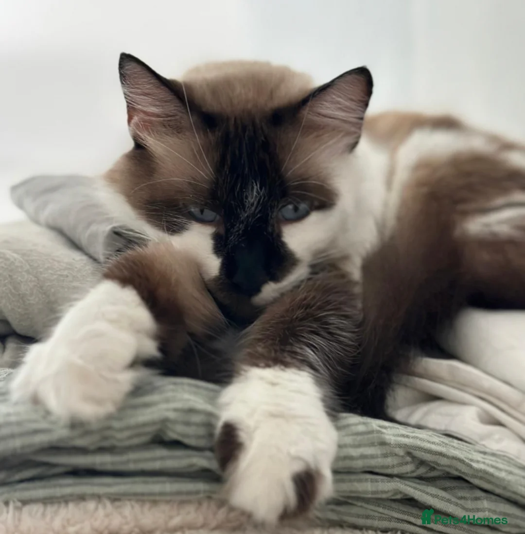 Ragdoll cats for adoption: Stunning Lucia: looking for a home as an only cat in Whitstable - Advert 2