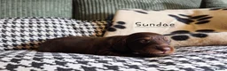 Miniature Dachshund dogs for sale: Stunning KC Registered Longhaired Mini Dachshunds - Advert 14