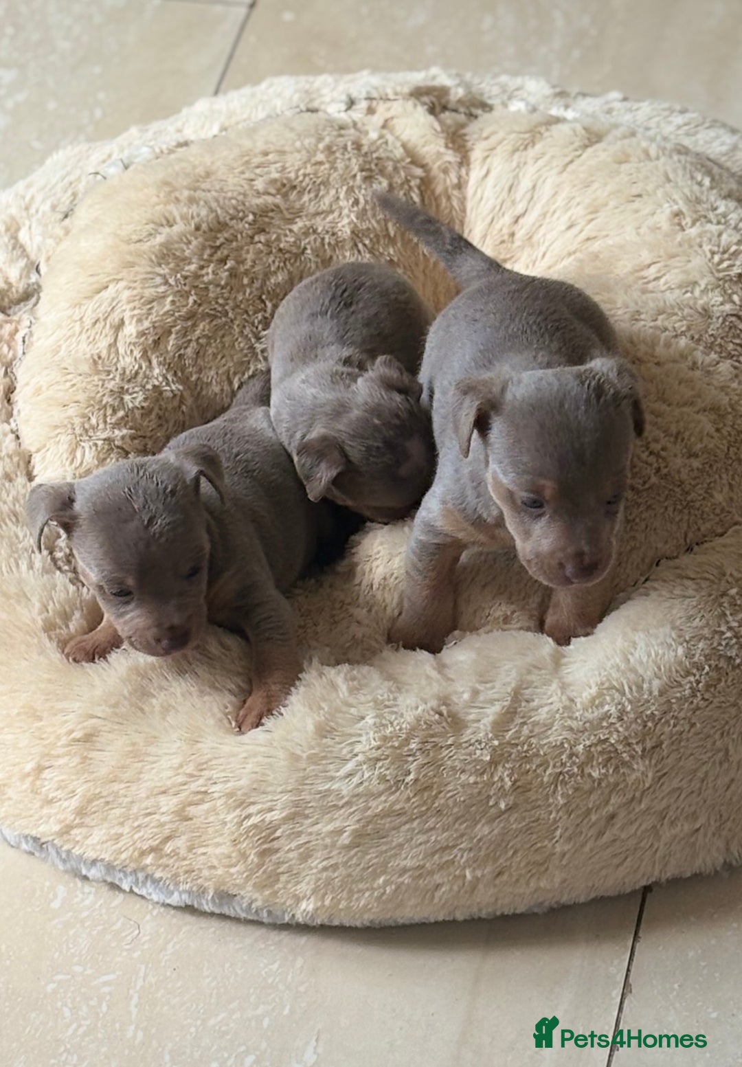 Jack Russell dogs for sale: Jack Russell’s lilac and Tan.  - Image 13