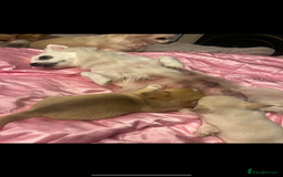 Chihuahua dogs for sale: 3 small chihuahua puppies  - Image 28