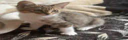 Russian Blue cats for sale: Energetic Russian blue kitten in Birmingham - Advert 4