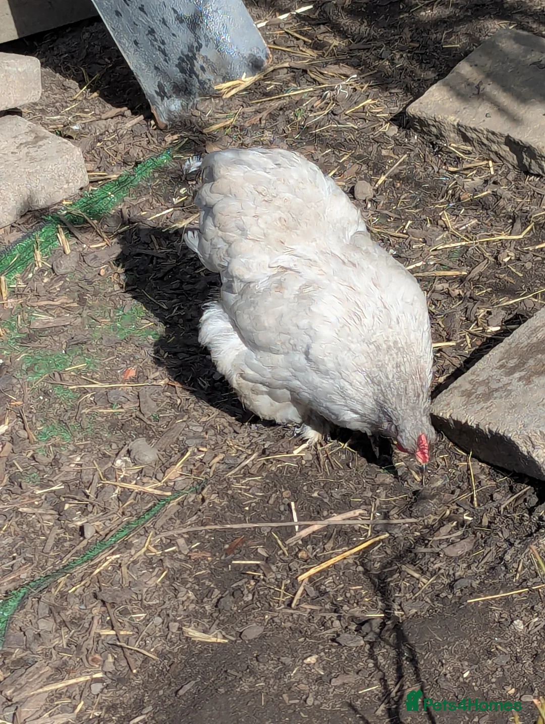 Chickens poultry for sale: A few bantams available  - Advert 8