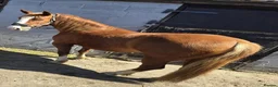 Mixed Breed livestock for sale: Welsh X mare in Ashington - Advert 9