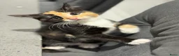 Mixed Breed cats for sale: 4 playful kittens mix of girls and boys - Advert 4