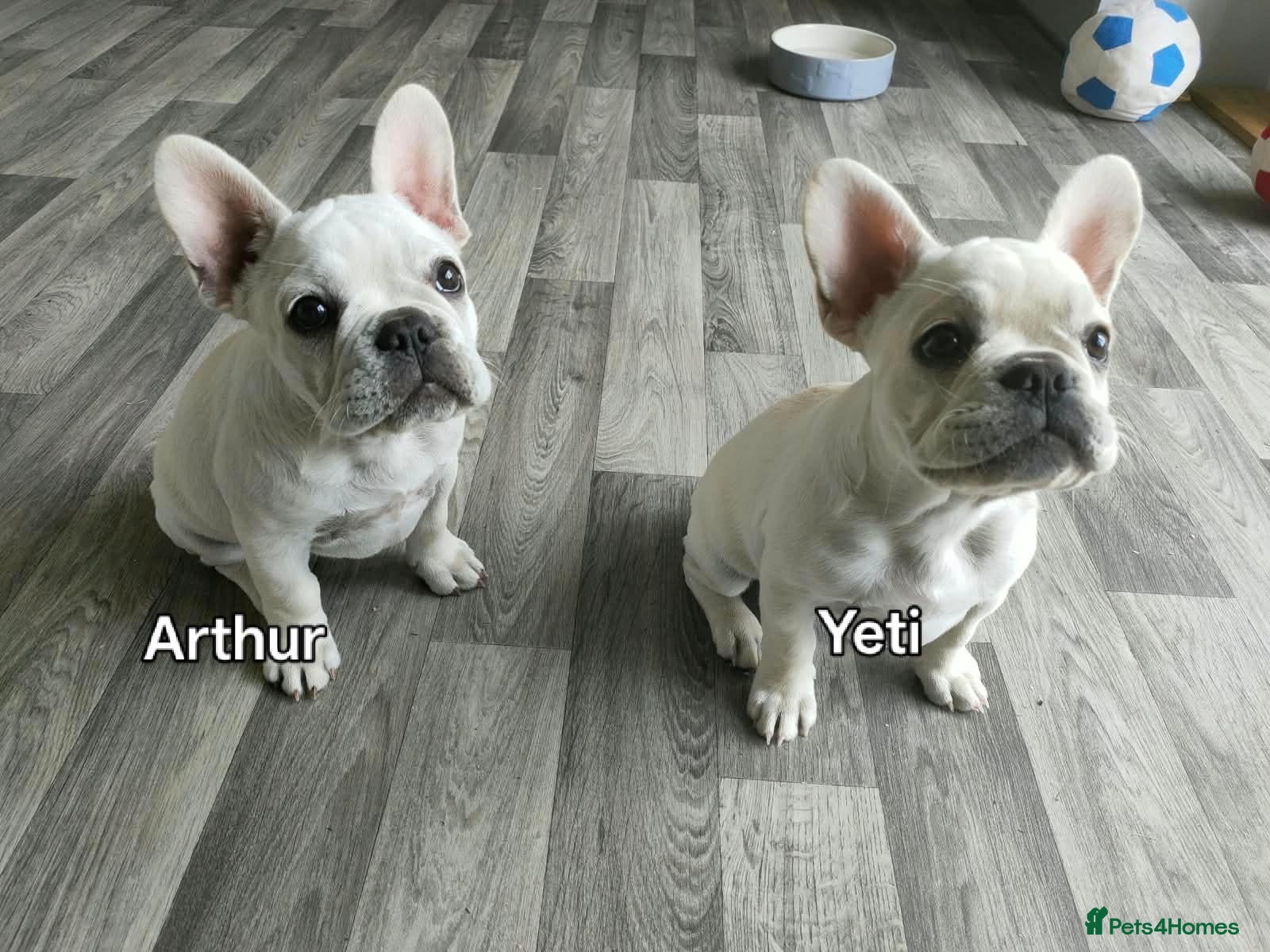 French Bulldog dogs French bulldogs puppies for sale,KC registered  - Advert 17