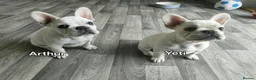 French Bulldog dogs for sale: French bulldogs puppies for sale,KC registered  - Advert 1