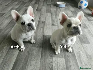 French Bulldog dogs French bulldogs puppies for sale,KC registered - Advert 17