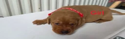 Labrador Retriever dogs for sale: Fox red labarador  - Advert 5