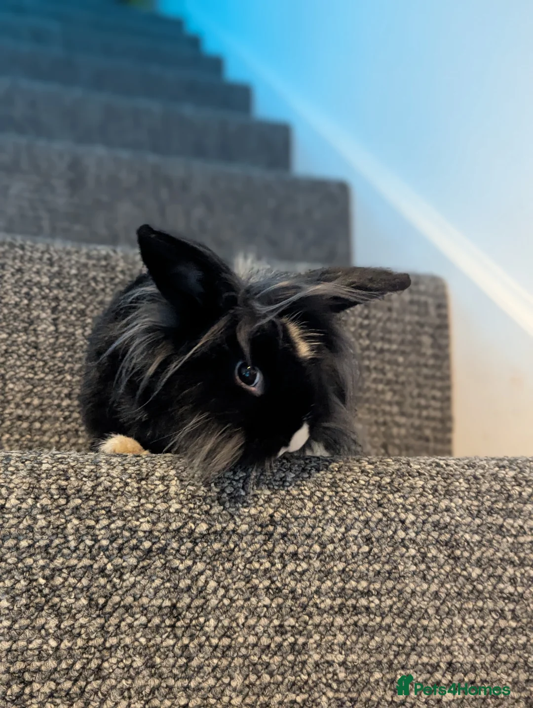 Lionhead rabbits for sale: Rabbit  - Advert 3
