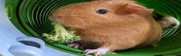Guinea Pig rodents for sale: 2 Guinea pigs with hutch  - Advert 3