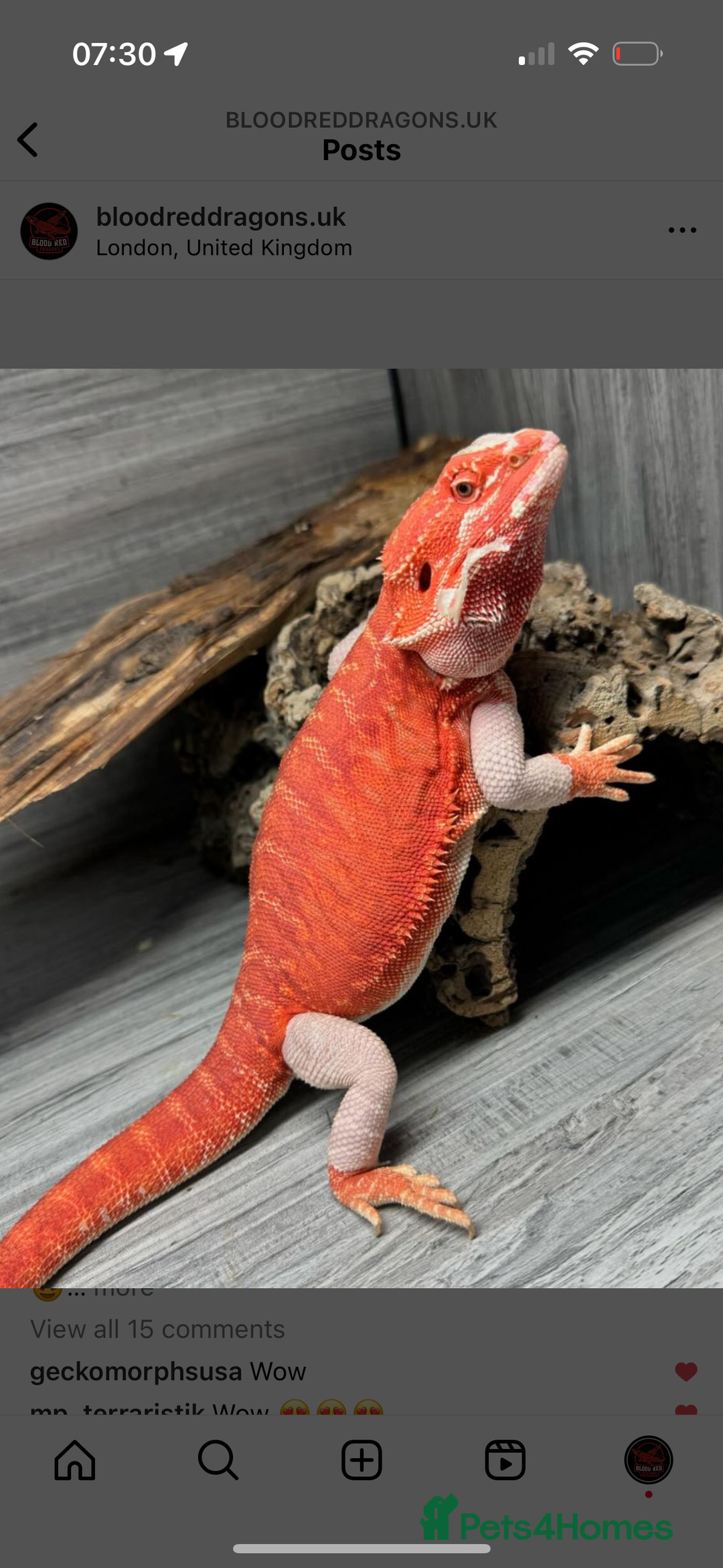 Bearded Dragon reptiles for sale: Red Monster Bearded Dragon - Image 4