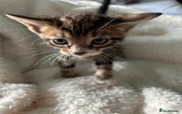 Domestic Shorthair cats for sale: Domestic beautiful kittens  - Image 20