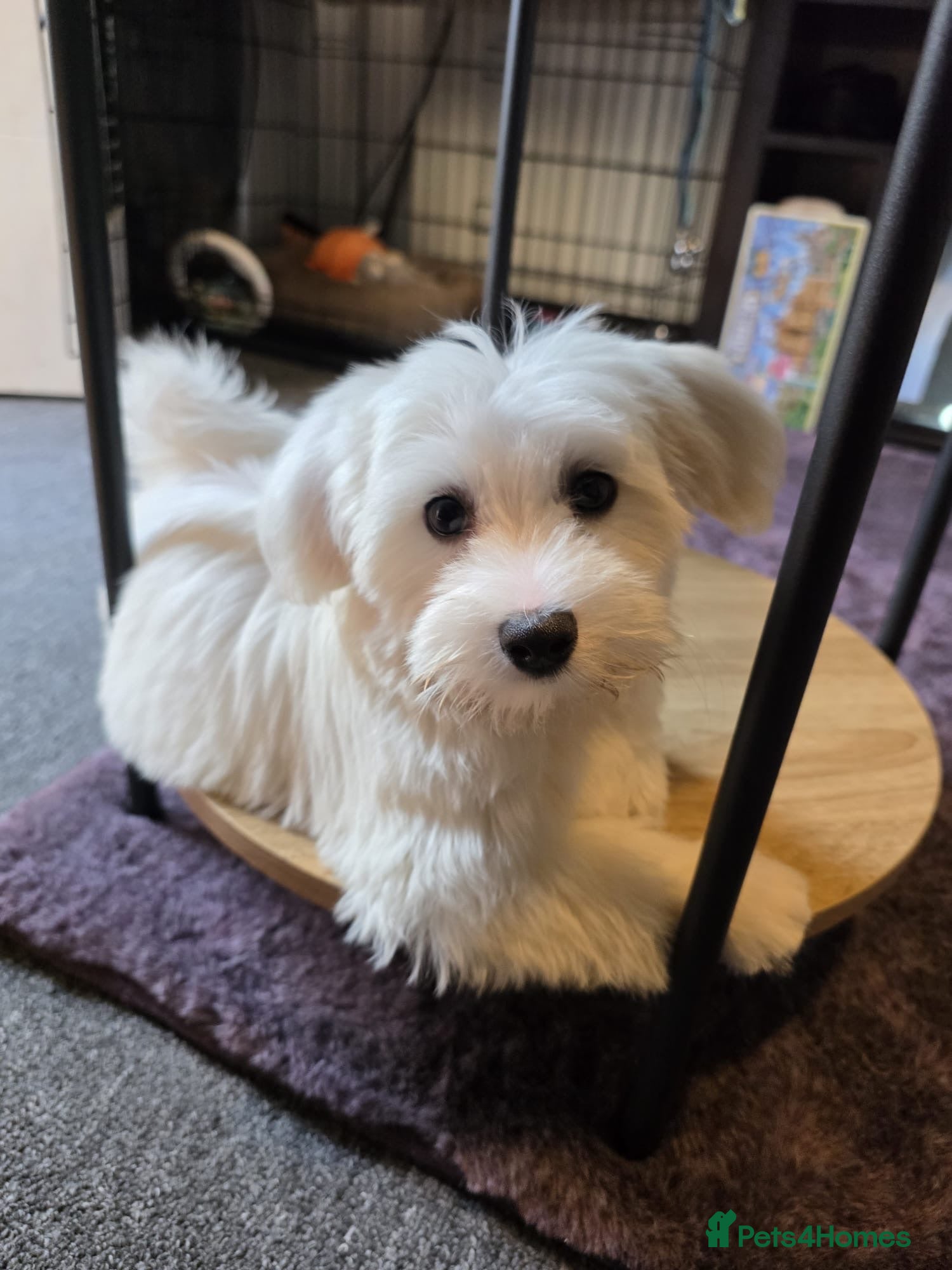 Bichon Frise dogs Bichon frise  - Advert 16