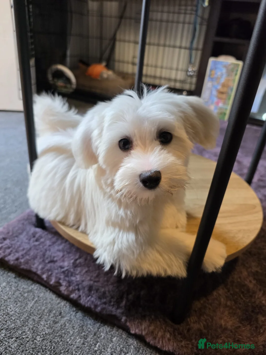 Bichon Frise dogs for sale: Bichon frise  - Advert 1