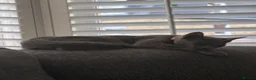 Russian Blue cats for sale: 2 Beautiful Russian Blue Kittens, 5 months old in London - Advert 20