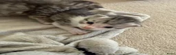 Mixed Breed cats for sale: Kittens for sale  - Advert 14