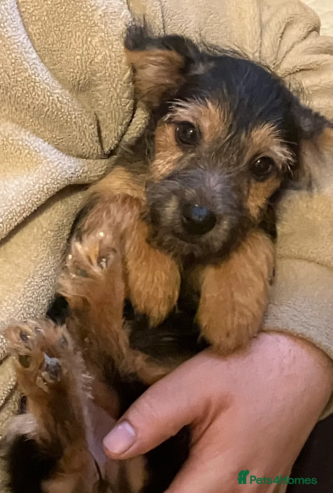 Jack Russell dogs for sale: Happy Family bred hooligans - Advert 1