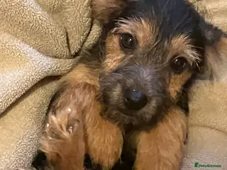 Jack Russell dogs Happy Family bred hooligans - Advert 1