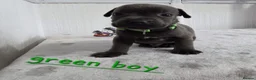 Staffordshire Bull Terrier dogs for sale: Beautiful Blue Staffies ❤️🙌 - Advert 12
