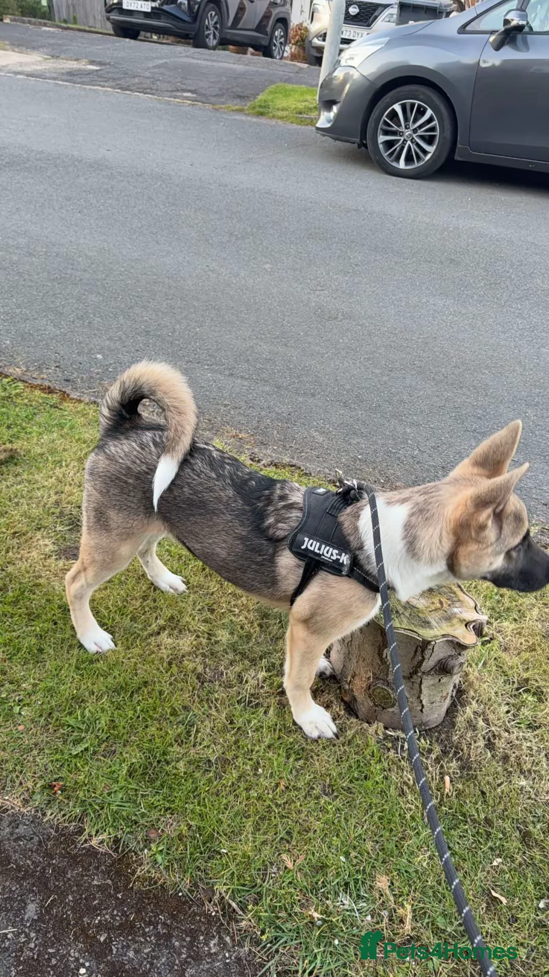Akita dogs for sale: Akita x german shepard 5 months - Advert 1