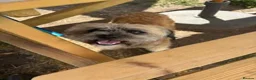 Mixed Breed dogs for sale: Ernie - Advert 3