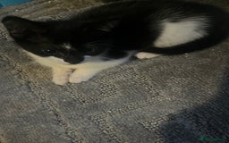 Mixed Breed cats for sale: Tilly’s babies  - Image 1