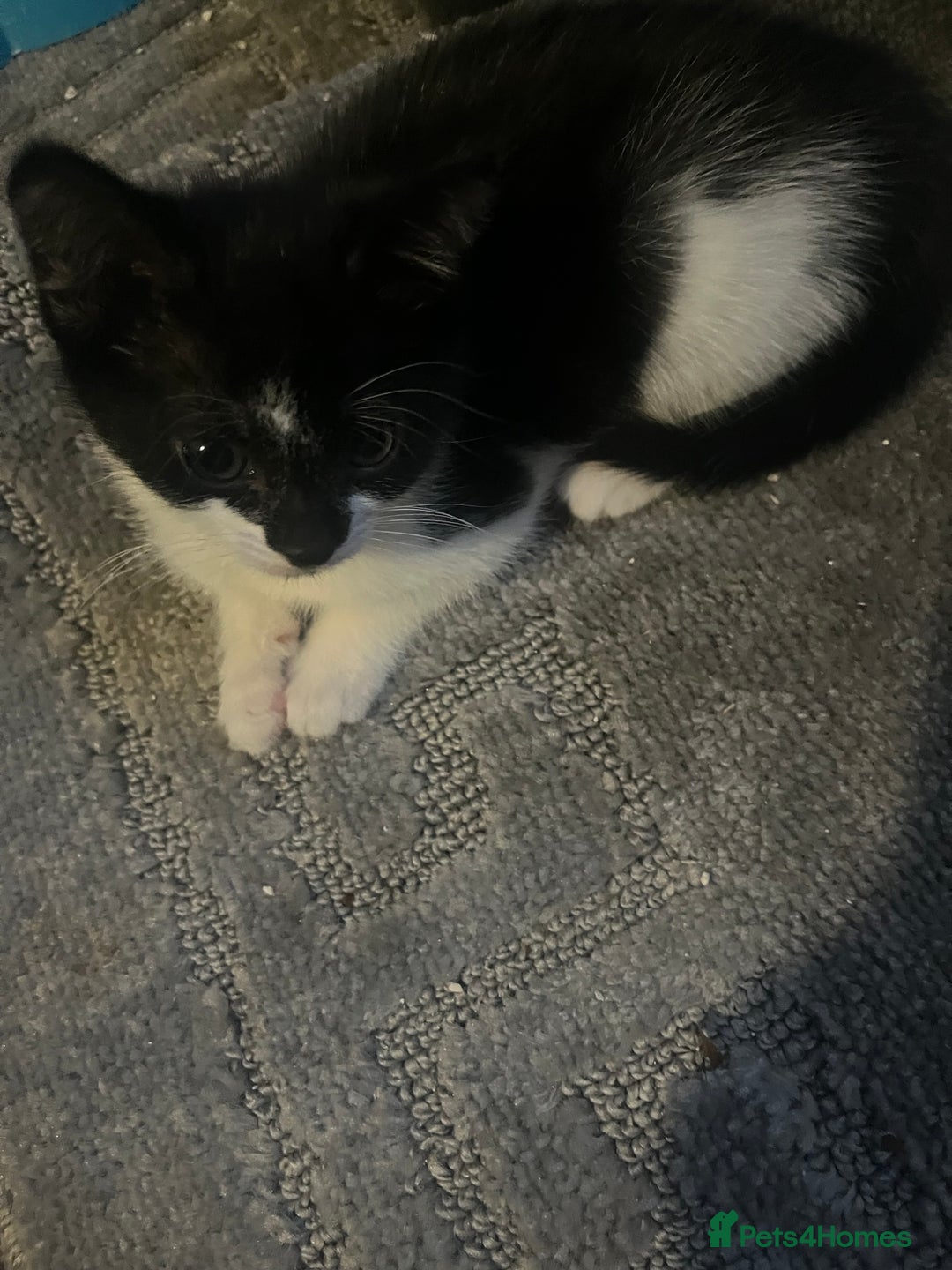 Mixed Breed cats for sale: Tilly’s babies  - Image 1