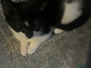 Mixed Breed cats - Advert 36