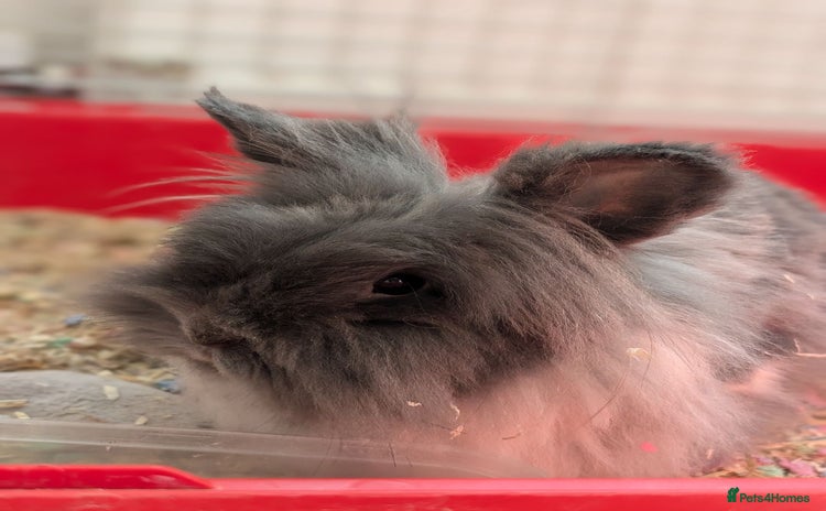 Angora rabbits - Advert 1