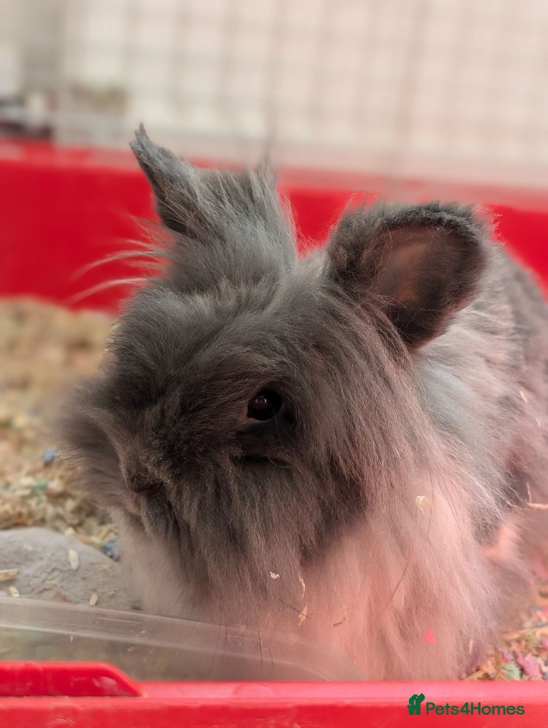 Angora rabbits for sale: Rabbit for sale  - Image 1