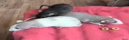 Rat rodents for sale: Male and female Dumbo rats - Advert 1