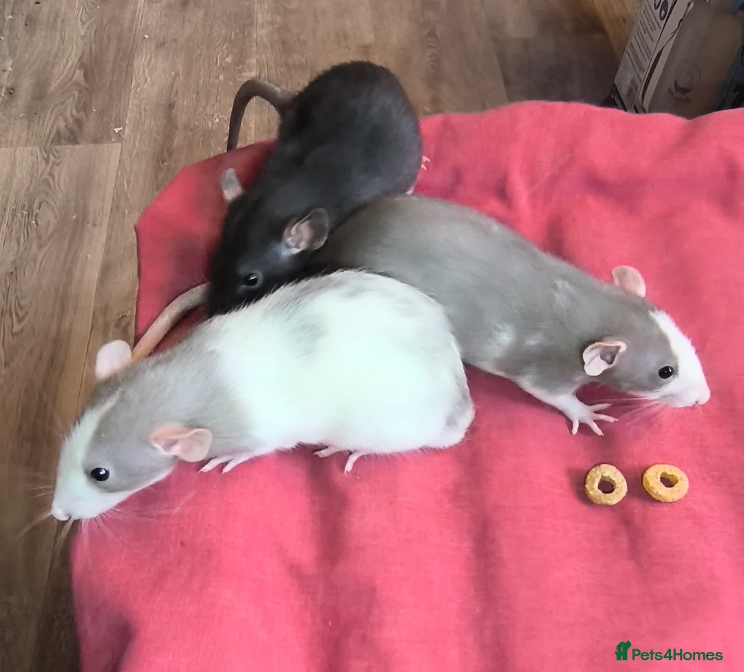 Rat rodents for sale: Male and female Dumbo rats - Advert 1