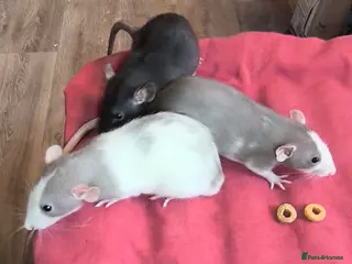 Rat rodents Male and female Dumbo rats - Advert 2