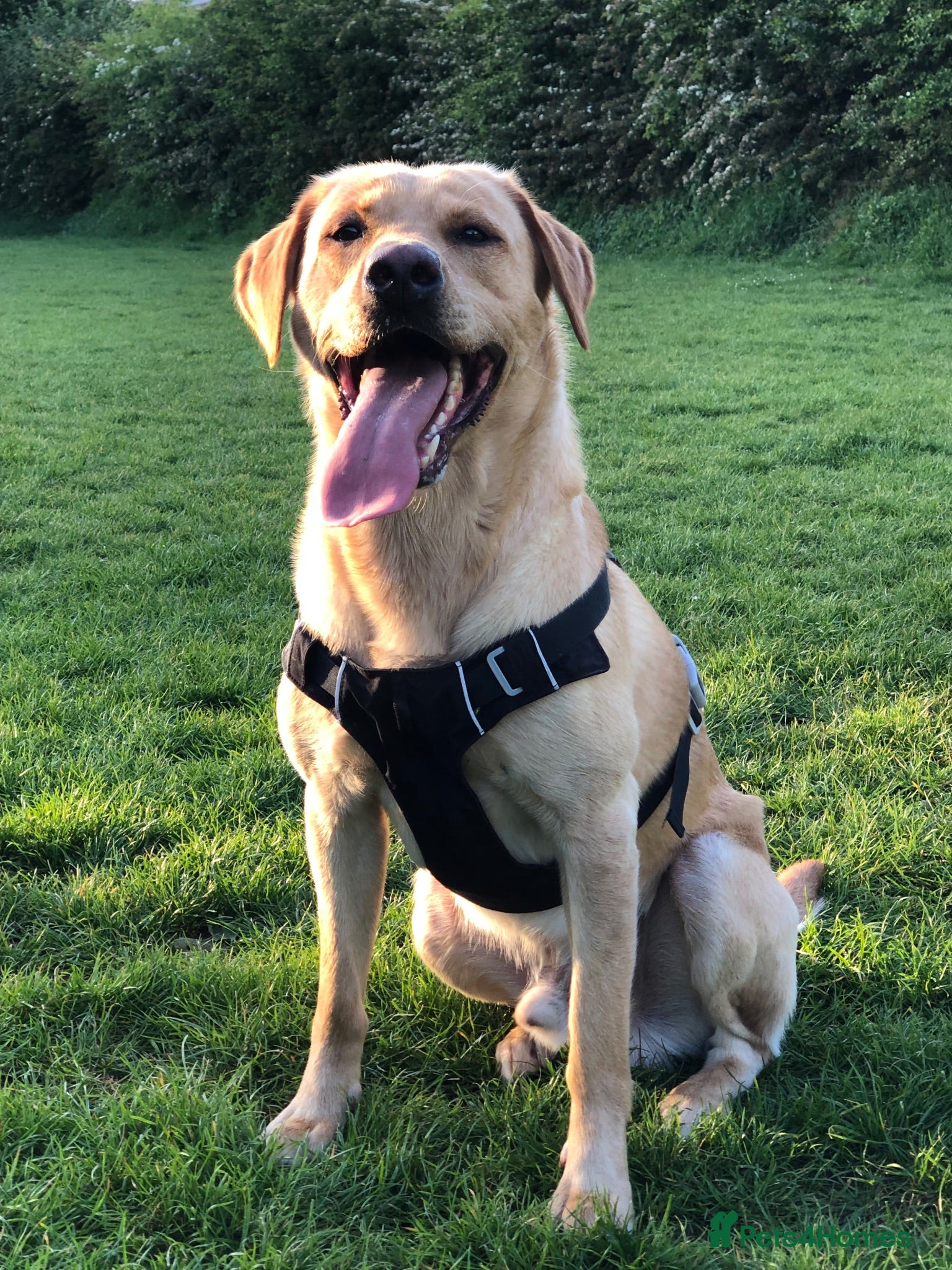 Labrador Retriever dogs Labrador looking for loving new home - Advert 1