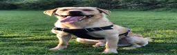 Labrador Retriever dogs for sale: Labrador looking for loving new home - Advert 1